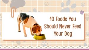 10 Foods You Should Never Feed Your Dog