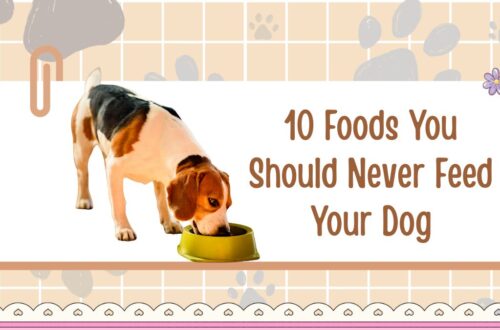 10 Foods You Should Never Feed Your Dog