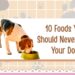 10 Foods You Should Never Feed Your Dog