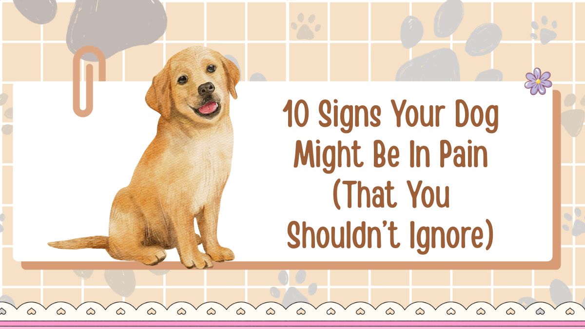 10 Signs Your Dog Might Be In Pain (That You Shouldn’t Ignore)
