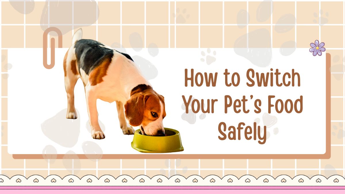 How to Switch Your Pet’s Food Safely