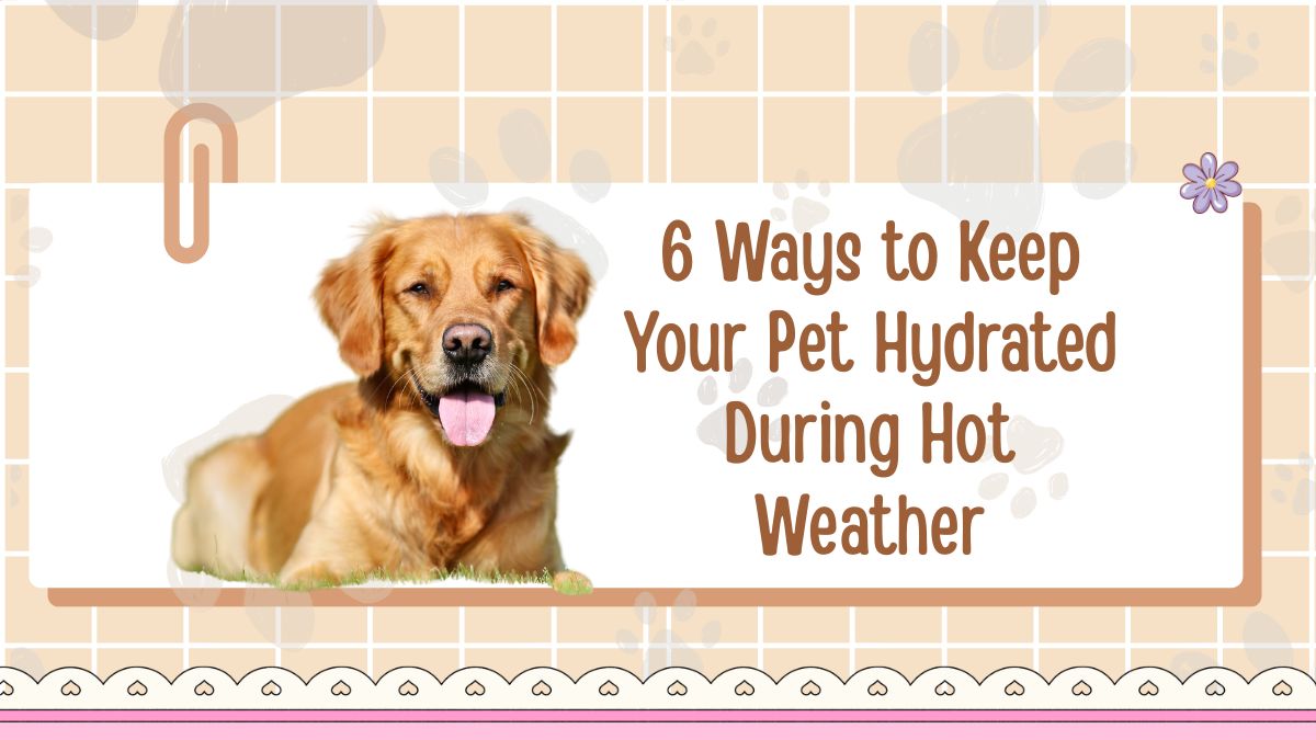 6 Ways to Keep Your Pet Hydrated During Hot Weather