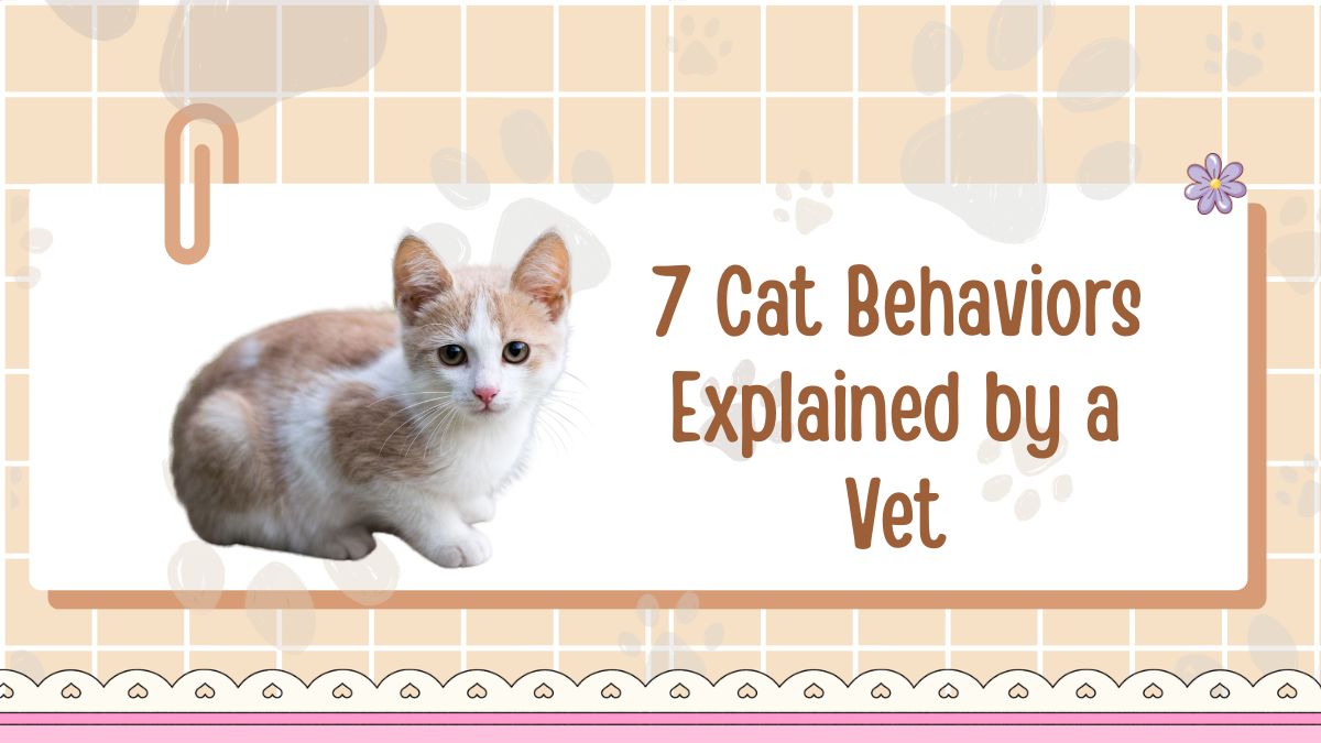 7 Cat Behaviors Explained by a Vet