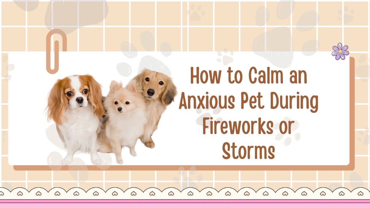 How to Calm an Anxious Pet During Fireworks or Storms