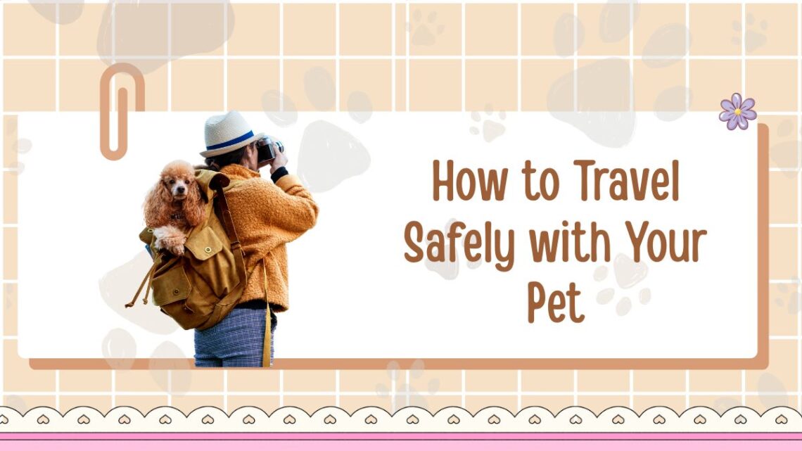 How to Travel Safely with Your Pet