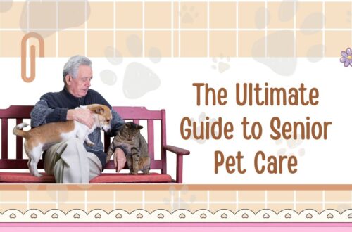 The Ultimate Guide to Senior Pet Care