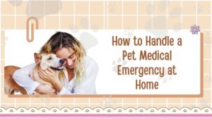 How to Handle a Pet Medical Emergency at Home