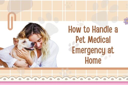 How to Handle a Pet Medical Emergency at Home