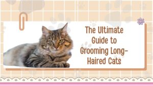 The Ultimate Guide to Grooming Long-Haired Cats
