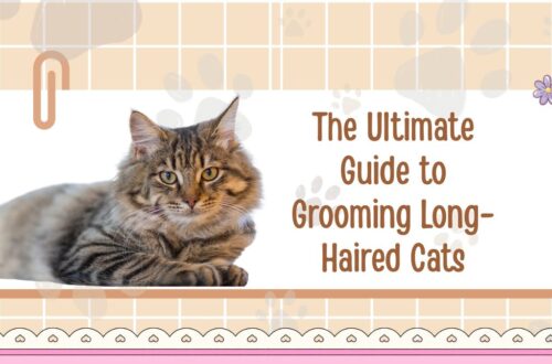 The Ultimate Guide to Grooming Long-Haired Cats