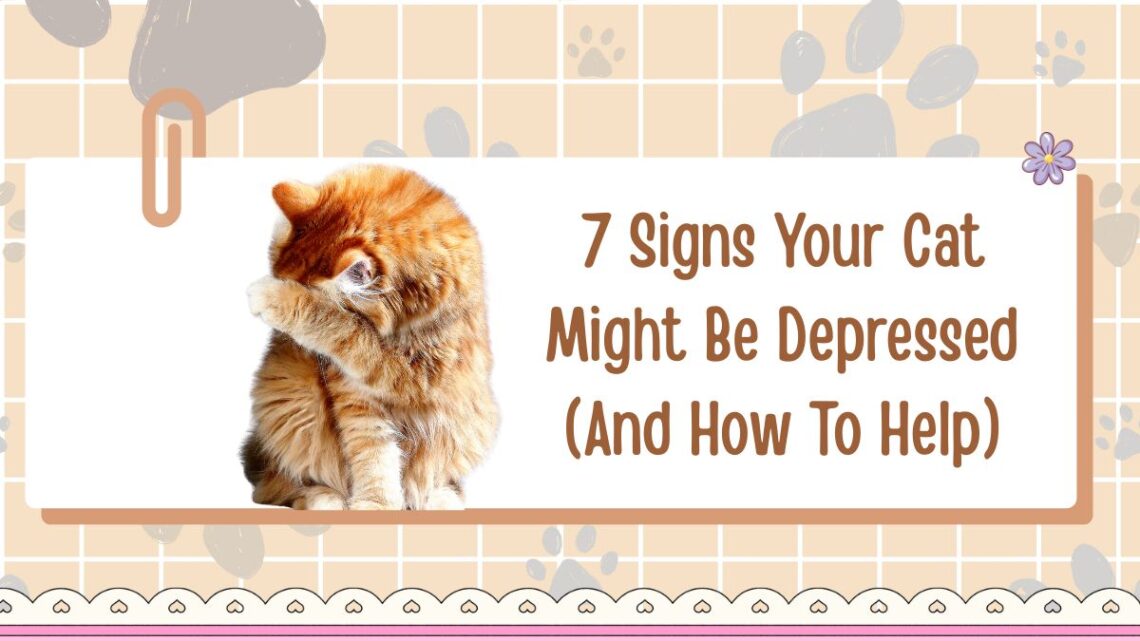 7 Signs Your Cat Might Be Depressed (And How To Help)