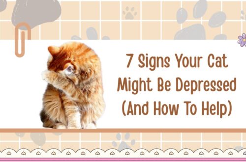 7 Signs Your Cat Might Be Depressed (And How To Help)