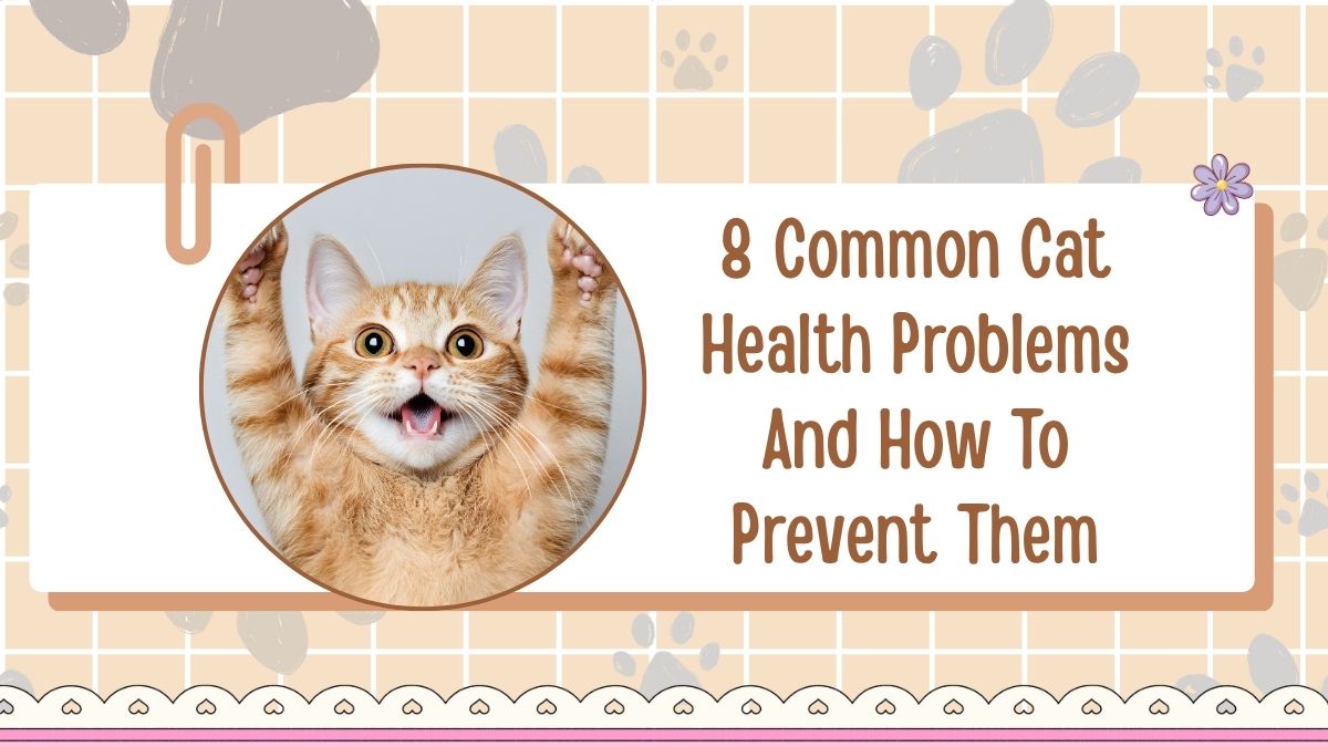 8 Common Cat Health Problems And How To Prevent Them