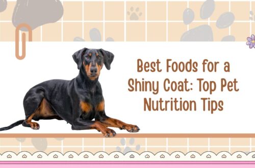 Best Foods for a Shiny Coat: Top Pet Nutrition Tips