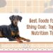 Best Foods for a Shiny Coat: Top Pet Nutrition Tips