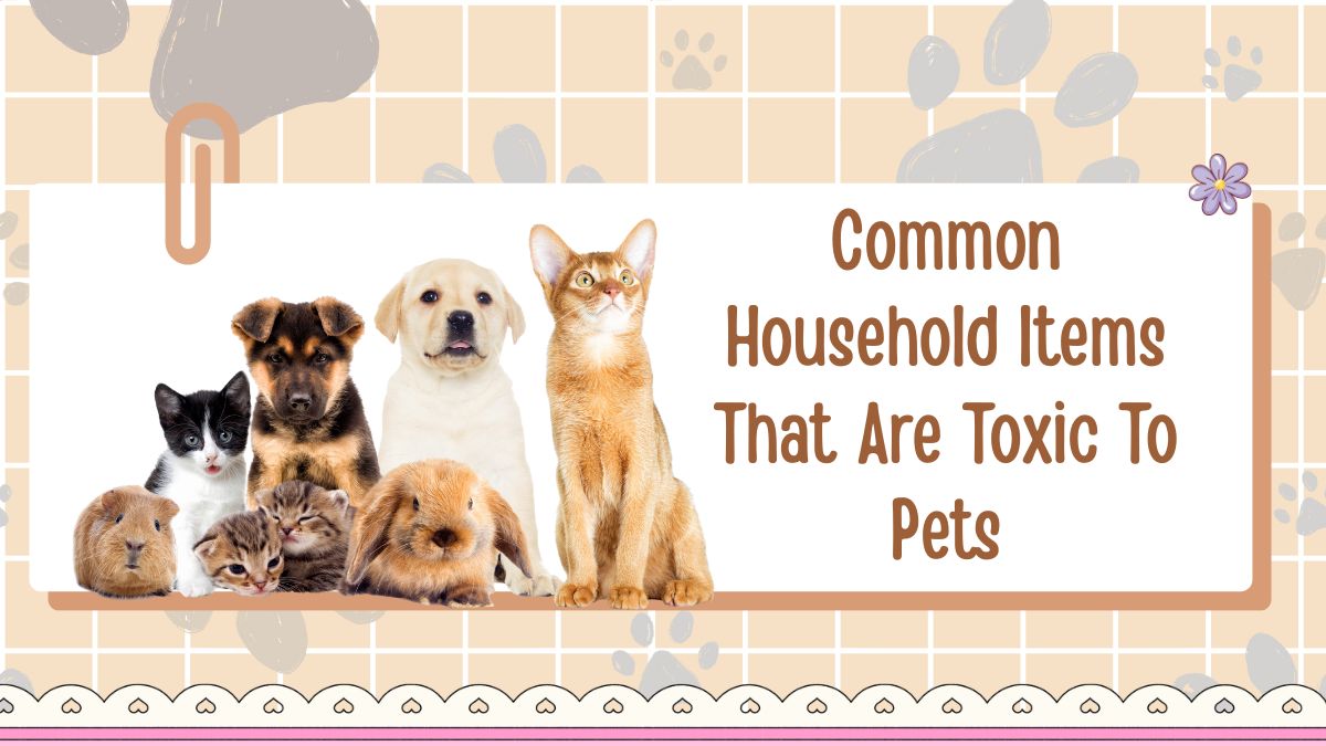 Common Household Items That Are Toxic To Pets