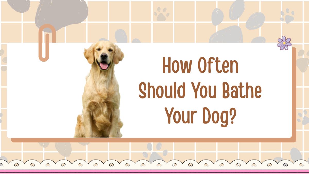 How Often Should You Bathe Your Dog?