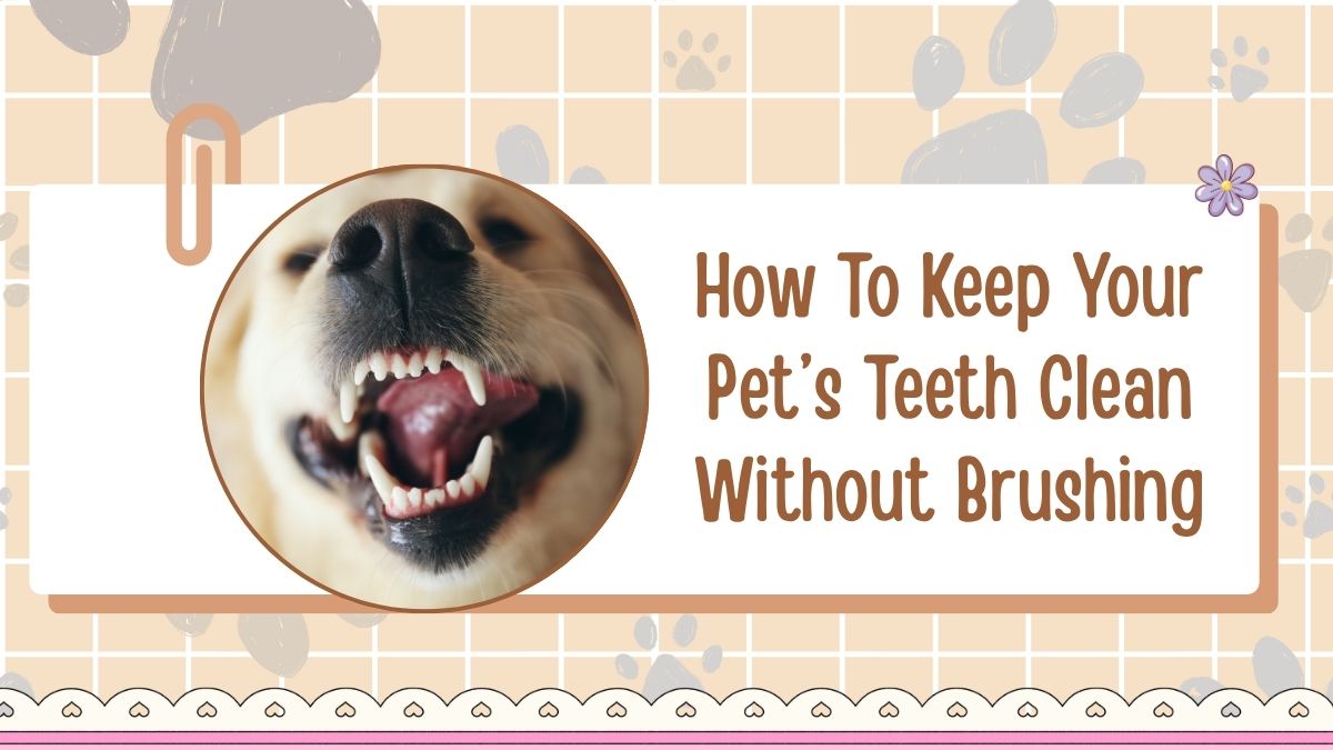 How To Keep Your Pet’s Teeth Clean Without Brushing