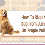 How To Stop Your Dog From Jumping On People Politely