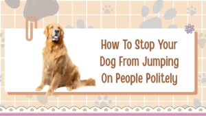 How To Stop Your Dog From Jumping On People Politely