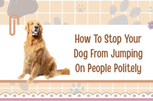 How To Stop Your Dog From Jumping On People Politely