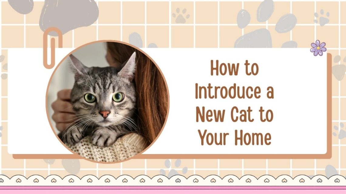 How to Introduce a New Cat to Your Home — Step-by-Step Guide