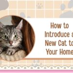 How to Introduce a New Cat to Your Home — Step-by-Step Guide
