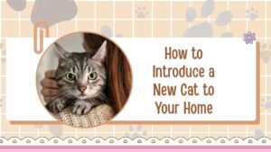 How to Introduce a New Cat to Your Home — Step-by-Step Guide