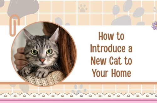 How to Introduce a New Cat to Your Home — Step-by-Step Guide