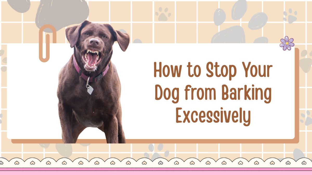 How to Stop Your Dog from Barking Excessively