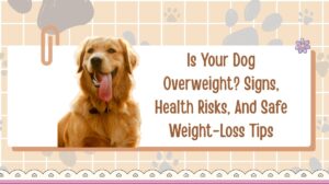 Is Your Dog Overweight? Signs, Health Risks, And Safe Weight-Loss Tips