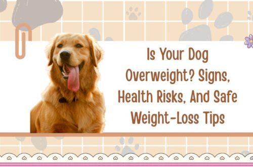 Is Your Dog Overweight? Signs, Health Risks, And Safe Weight-Loss Tips