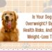Is Your Dog Overweight? Signs, Health Risks, And Safe Weight-Loss Tips