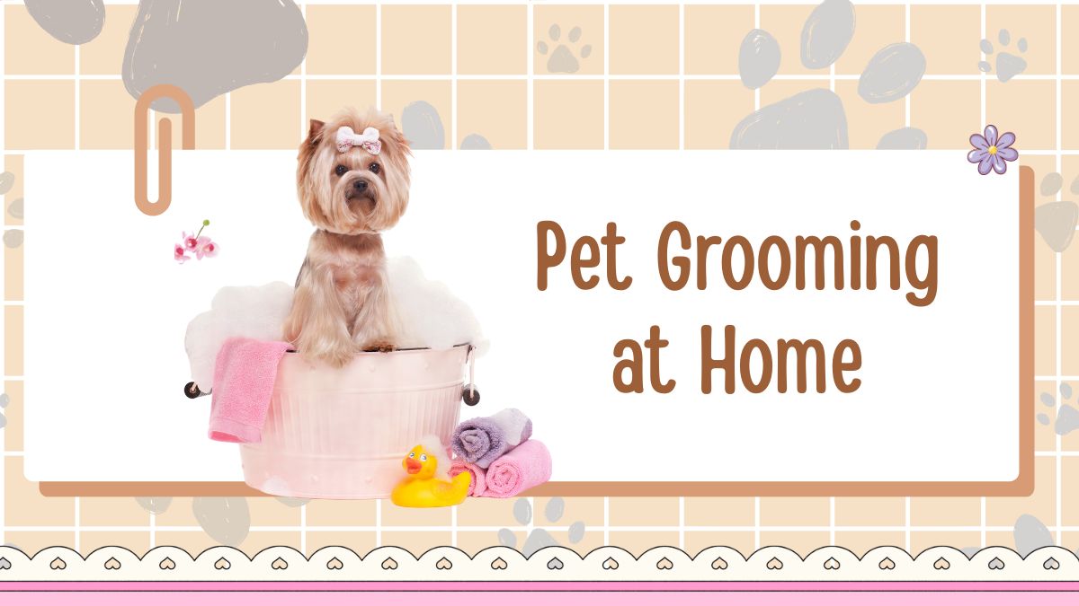 Pet Grooming at Home: Step-by-Step Guide for Beginners