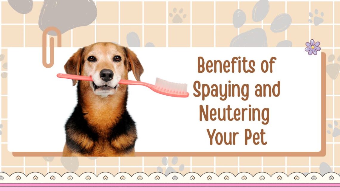 The Benefits of Spaying and Neutering Your Pet
