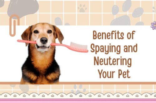 The Benefits of Spaying and Neutering Your Pet