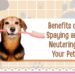 The Benefits of Spaying and Neutering Your Pet