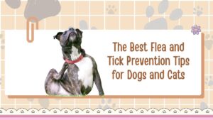 The Best Flea and Tick Prevention Tips for Dogs and Cats