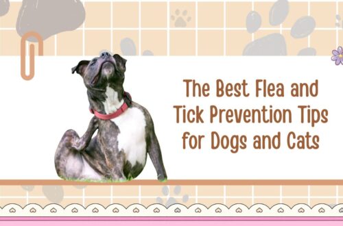 The Best Flea and Tick Prevention Tips for Dogs and Cats
