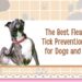 The Best Flea and Tick Prevention Tips for Dogs and Cats