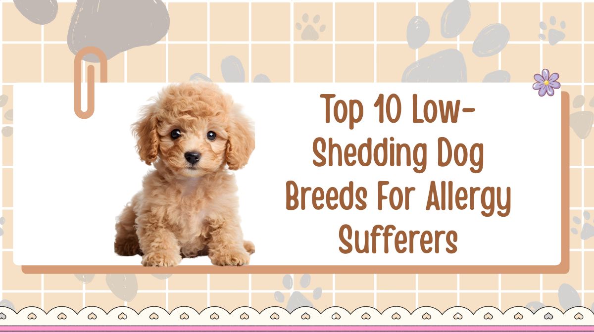 Top 10 Low-Shedding Dog Breeds For Allergy Sufferers