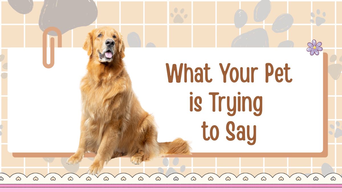 Understanding Pet Body Language: What Your Pet is Trying to Say