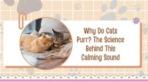 Why Do Cats Purr? The Science Behind This Calming Sound