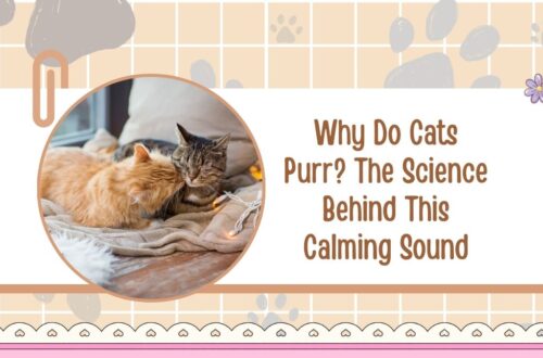 Why Do Cats Purr? The Science Behind This Calming Sound