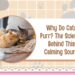 Why Do Cats Purr? The Science Behind This Calming Sound