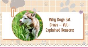 Why Dogs Eat Grass — Vet-Explained Reasons