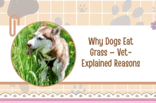 Why Dogs Eat Grass — Vet-Explained Reasons