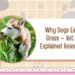 Why Dogs Eat Grass — Vet-Explained Reasons