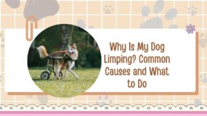 Why Is My Dog Limping? Common Causes and What to Do