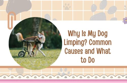 Why Is My Dog Limping? Common Causes and What to Do